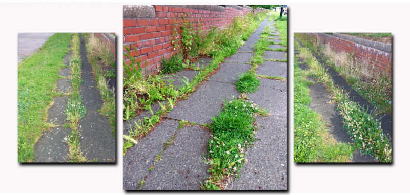 War on Weeds